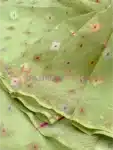 Deshi Original Jamdani Traditional Light Birch Green with Multicolor Design BJ041923A (8)